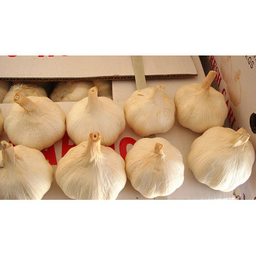 Chine Shandong Fresh Normal White Garlic